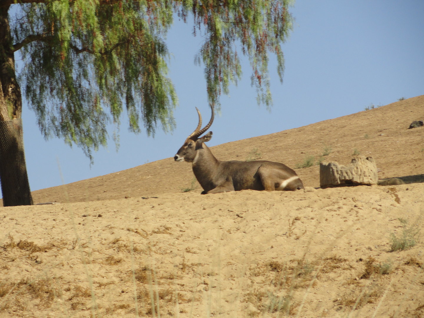 Ellipsen Waterbuck