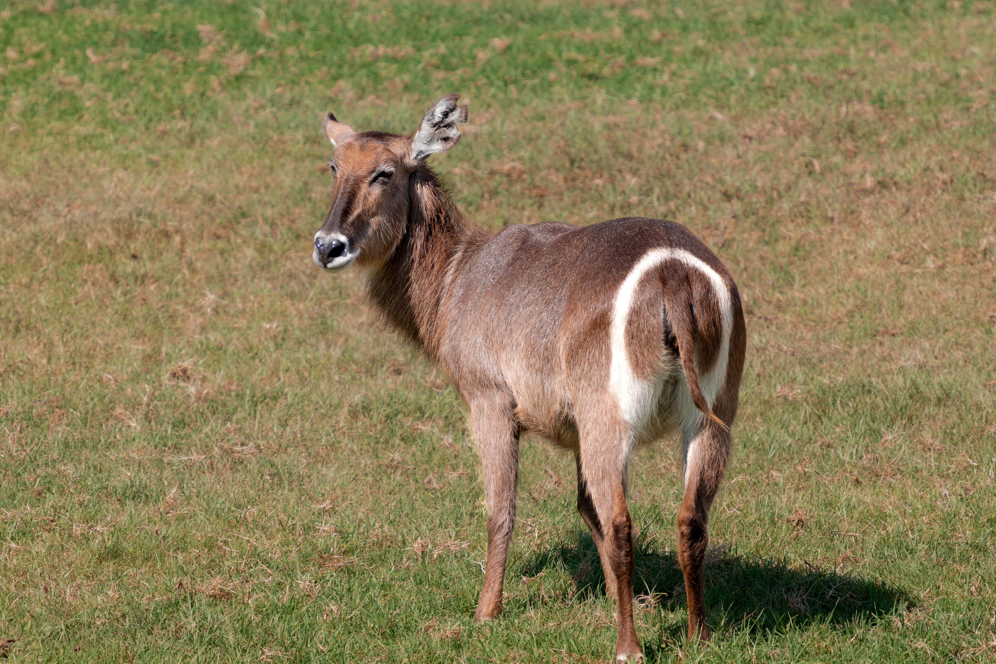 Ellipsen Waterbuck