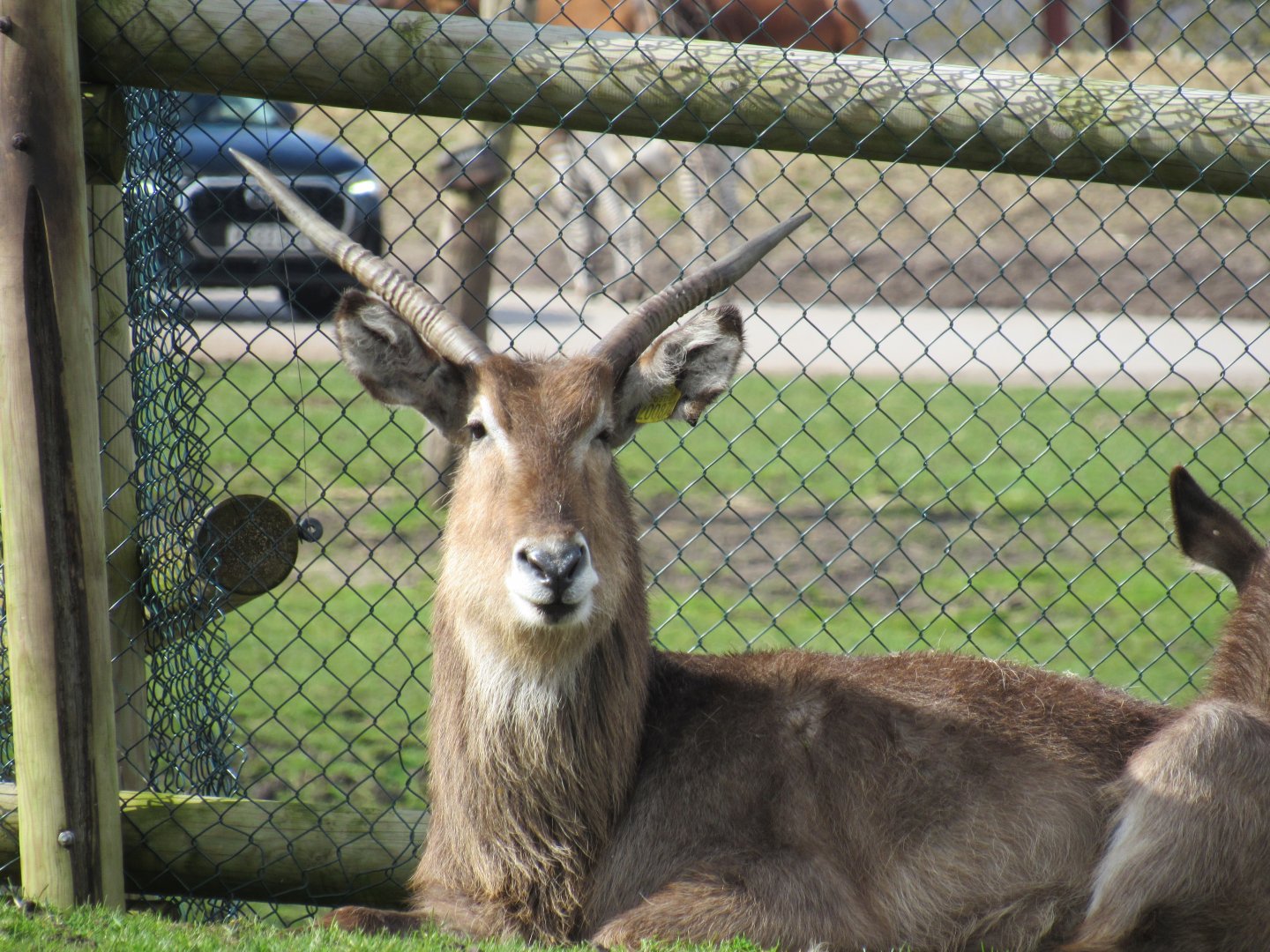 Ellipsen waterbuck