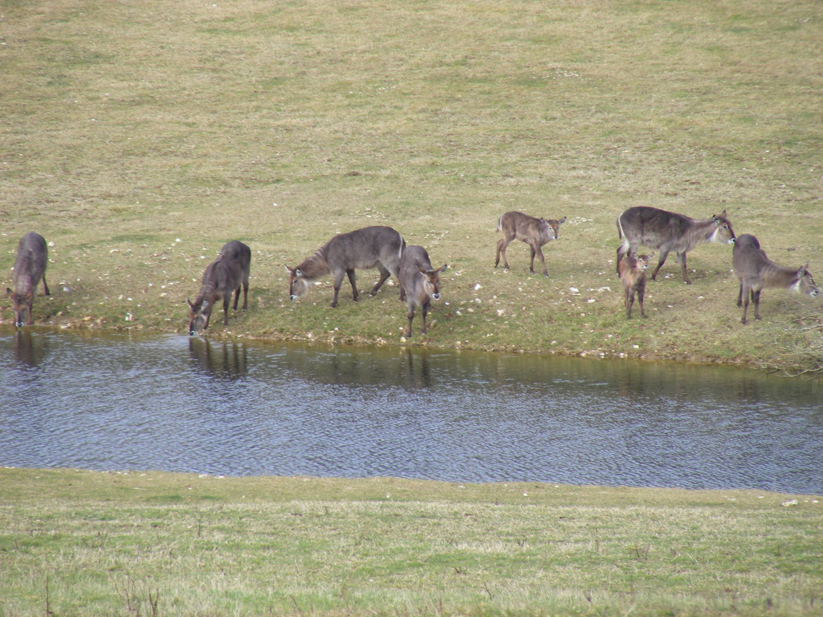 Ellipsen waterbucks in African Valley at Marwell Wildlife, 6 March 2010