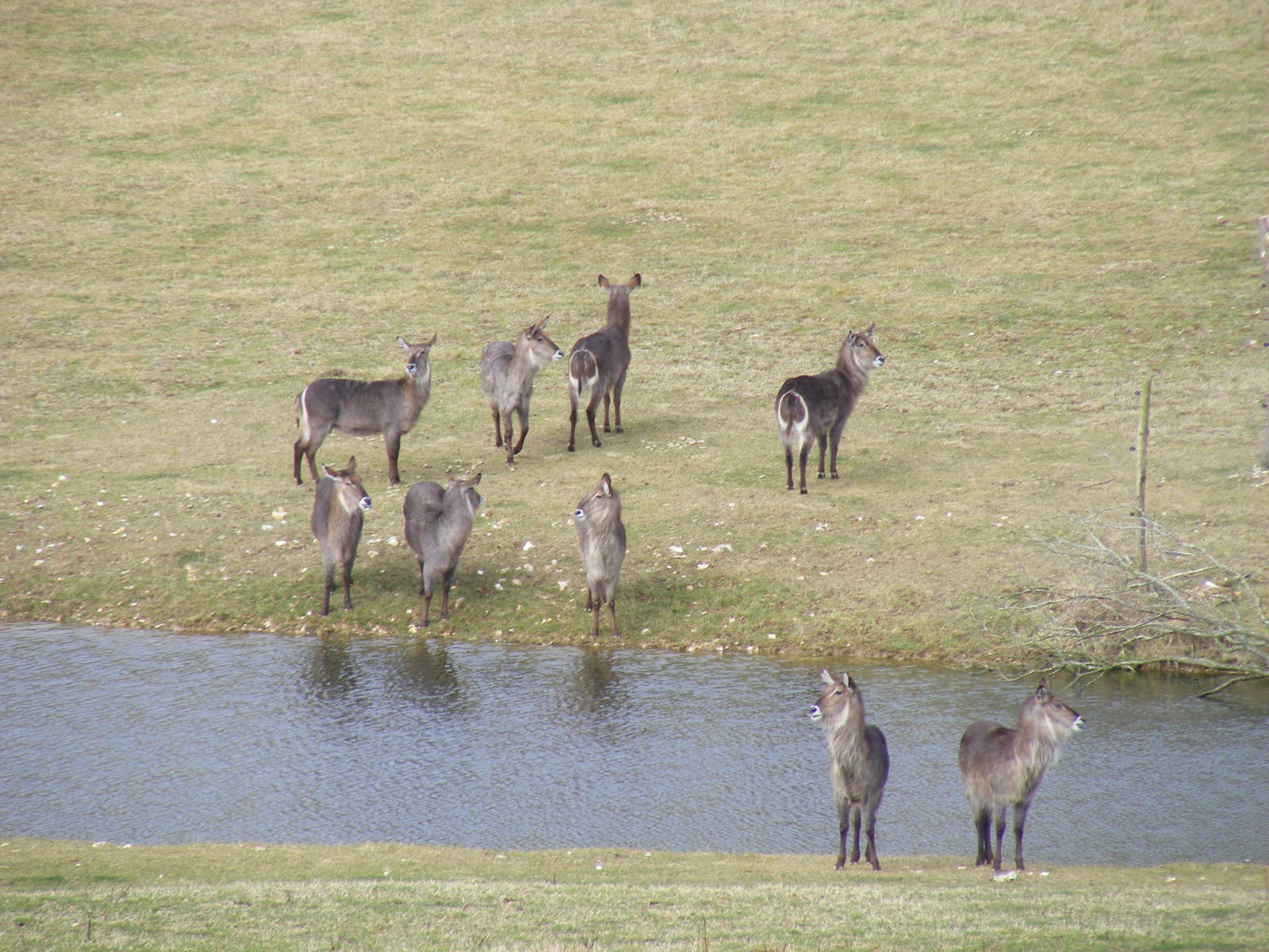 Ellipsen waterbucks in African Valley at Marwell Wildlife, 6 March 2010