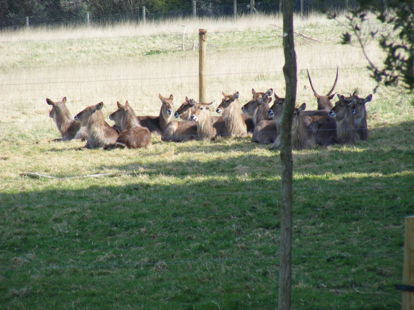 Ellipsen Waterbucks in African Valley field at Marwell Wildlife, 5 April 20