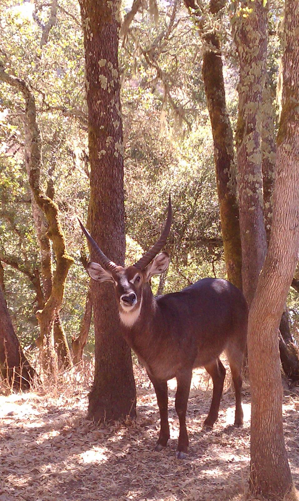 Ellipses Waterbuck