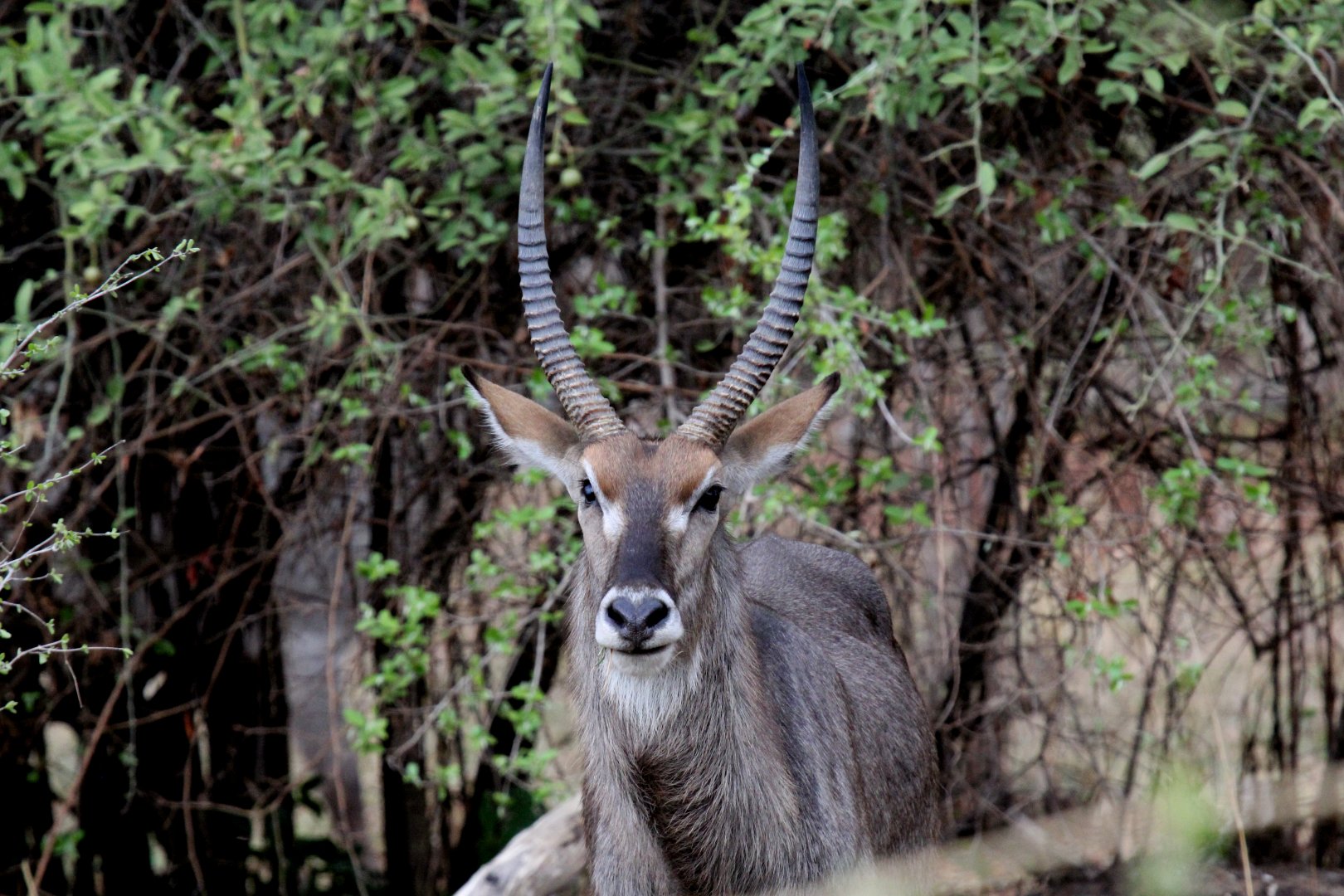 Ellipsin Waterbuck (Kobus ellipsiprymnus ellipsiprymnus)