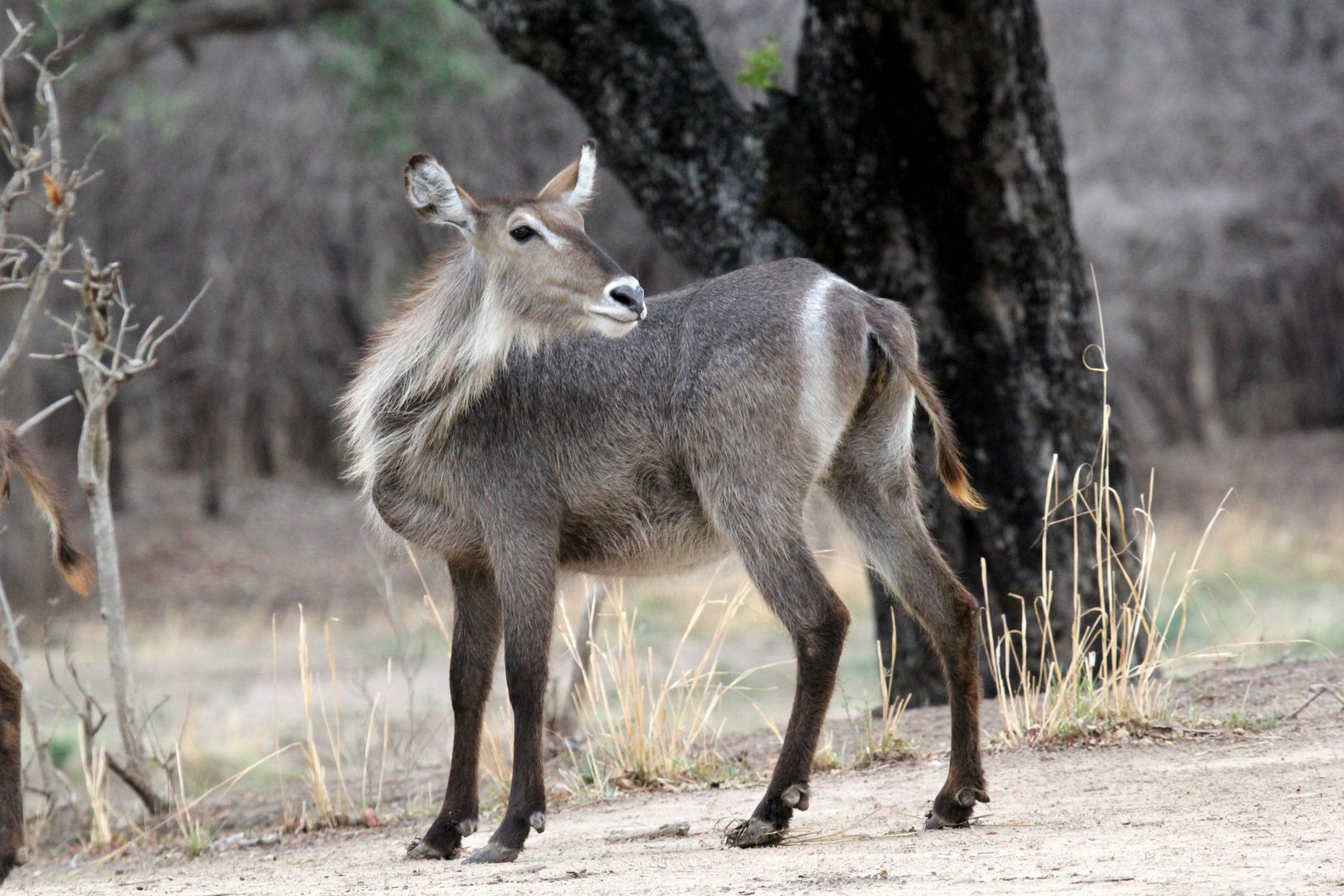 Ellipsin Waterbuck (Kobus ellipsiprymnus ellipsiprymnus)