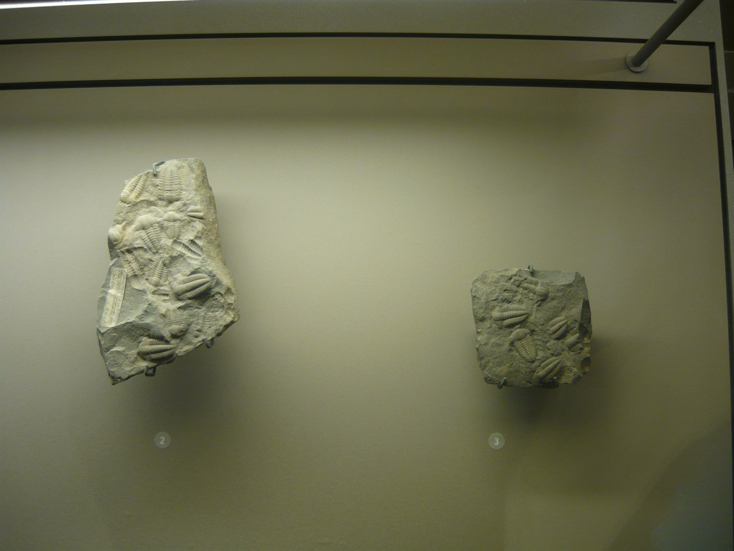 Ellipsocephalus hoffi