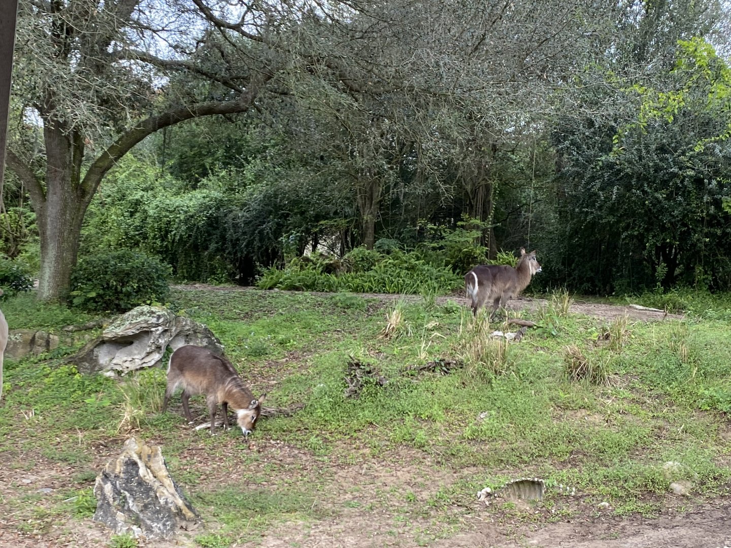 Ellispen Waterbuck
