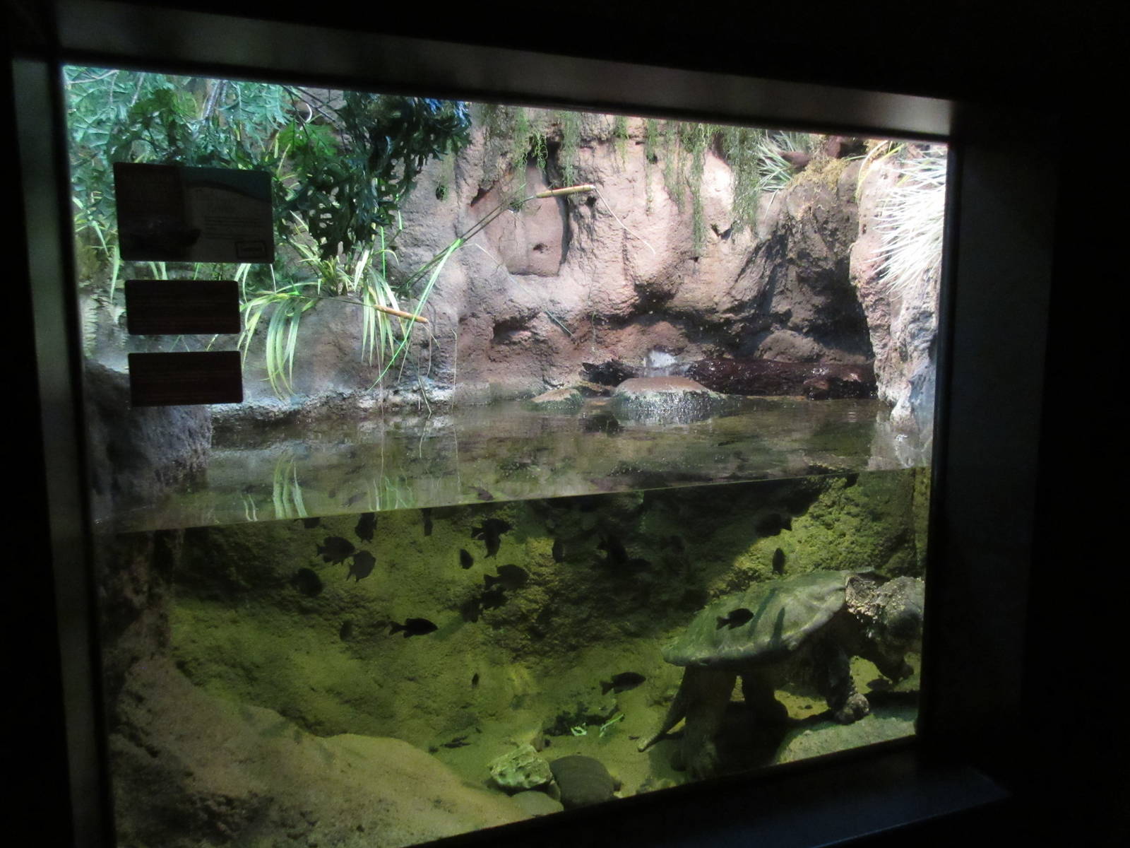 Elm Street Backyard Building - Alligator Snapping Turtle Exhibit