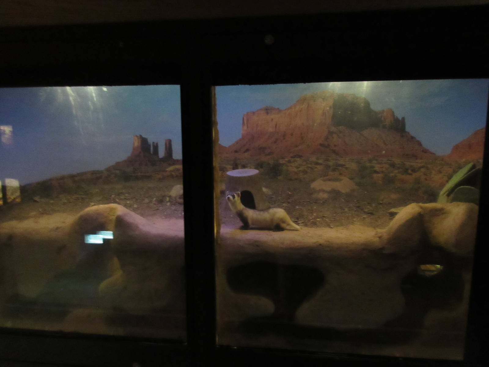 Elm Street Backyard Building - Black-Footed Ferret Exhibit