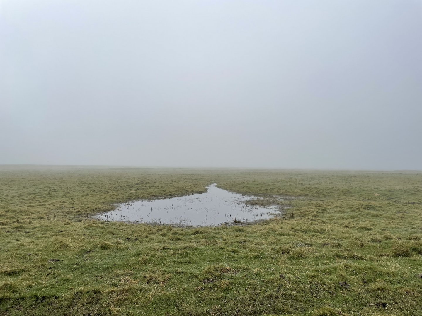 Elmley NNR, 02.03.25
