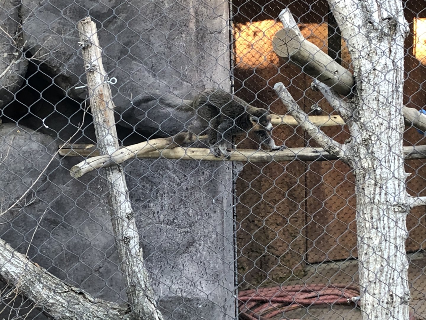 Elmo, Mongoose lemur