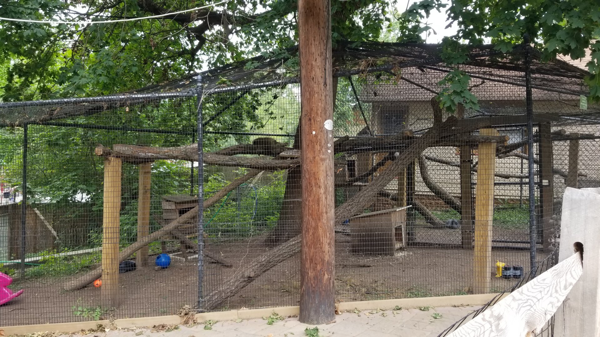 Elmwood Park - Ambassador porcupines