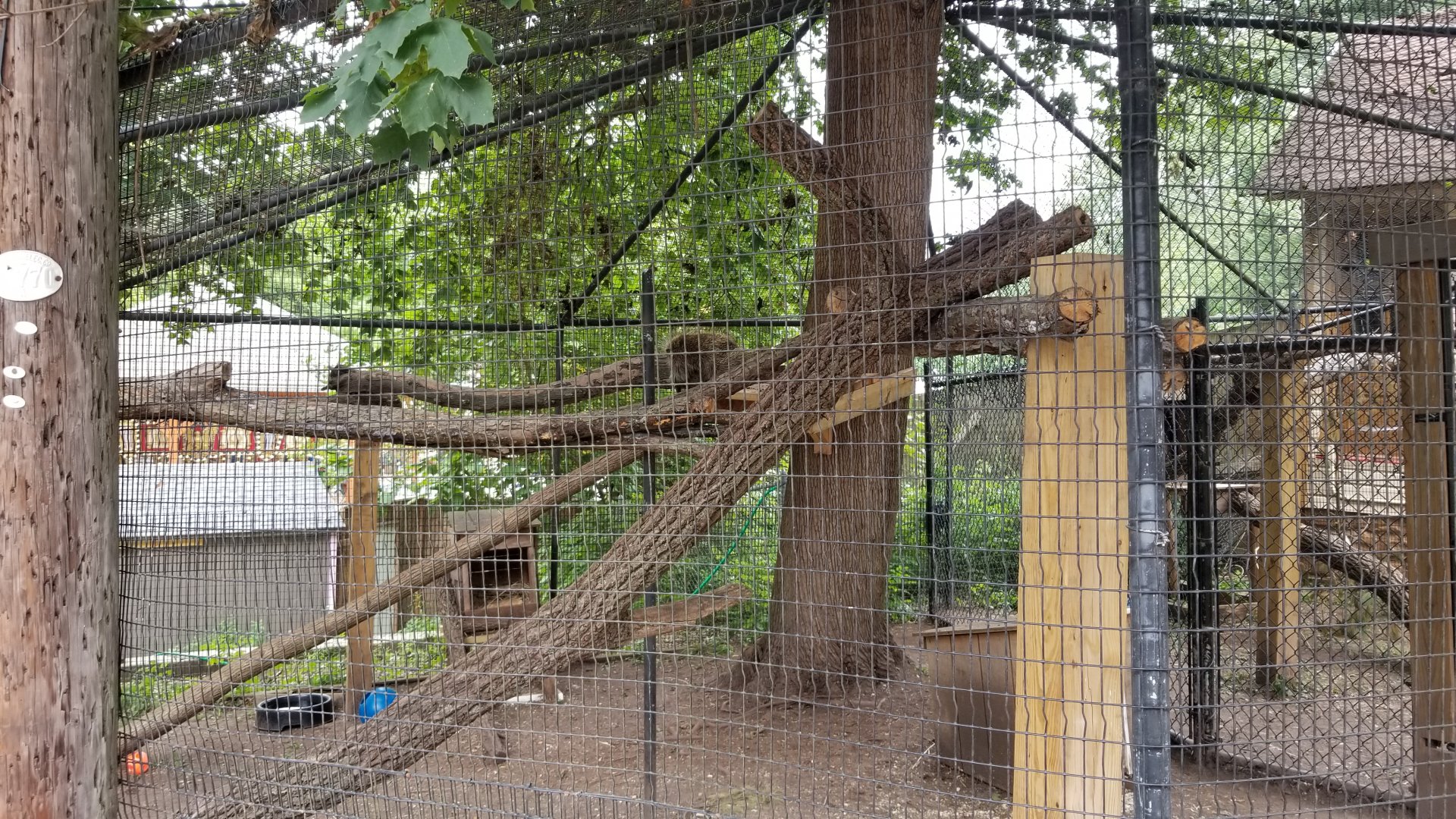 Elmwood Park - Ambassador porcupines