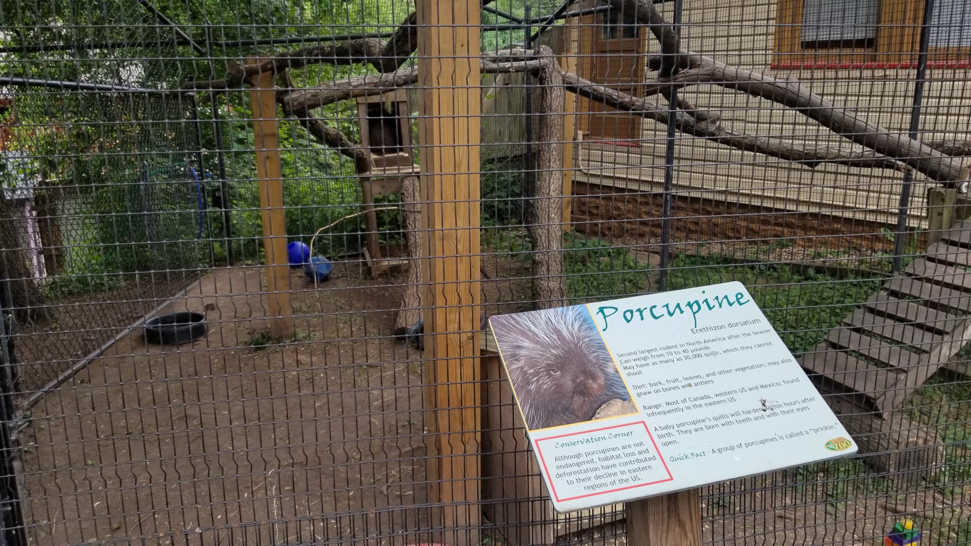 Elmwood Park - Ambassador porcupines