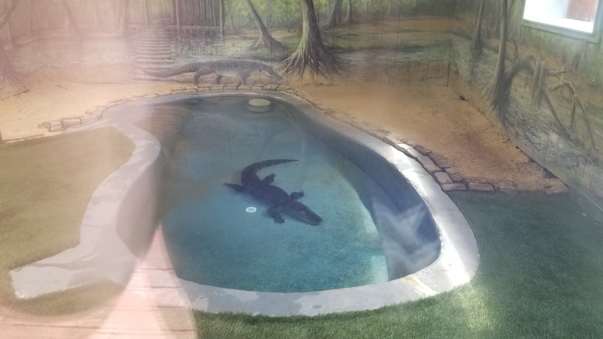 Elmwood Park - American Alligator, from front window