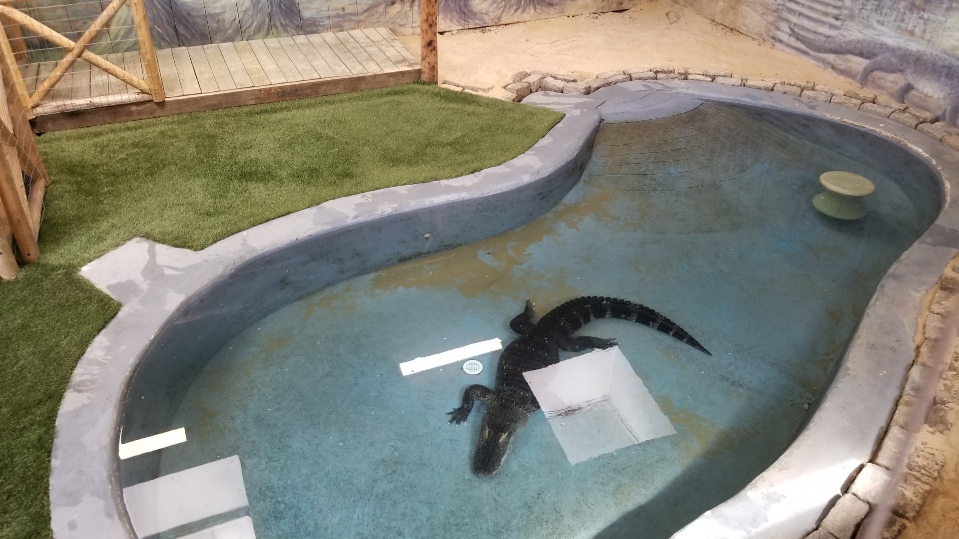 Elmwood Park - American Alligator, from side window