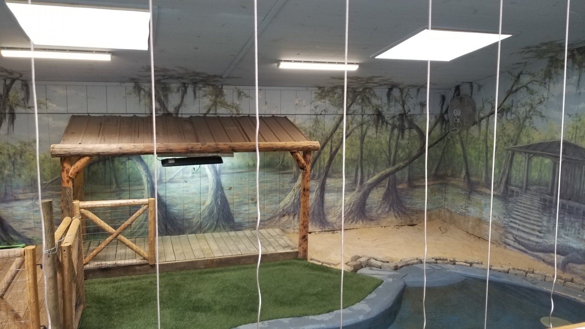 Elmwood Park - American Alligator interior