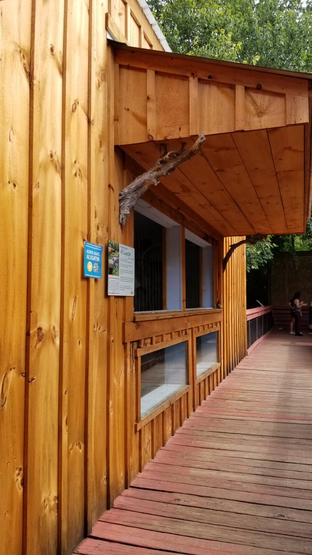 Elmwood Park - American Alligator, side window