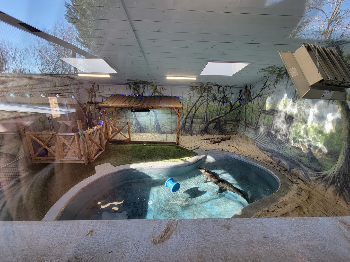 Elmwood Park - American alligator