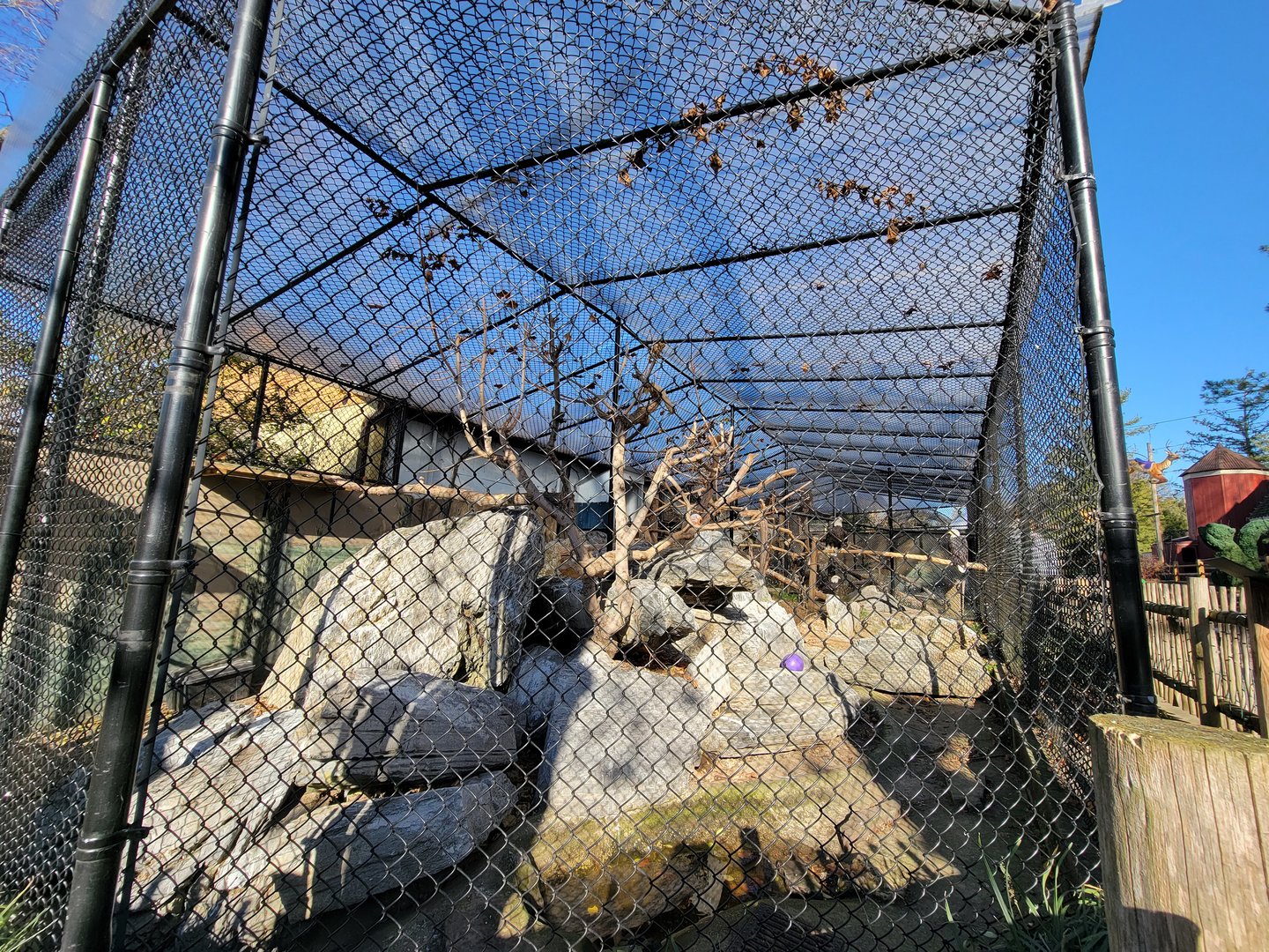 Elmwood Park - Bald eagles