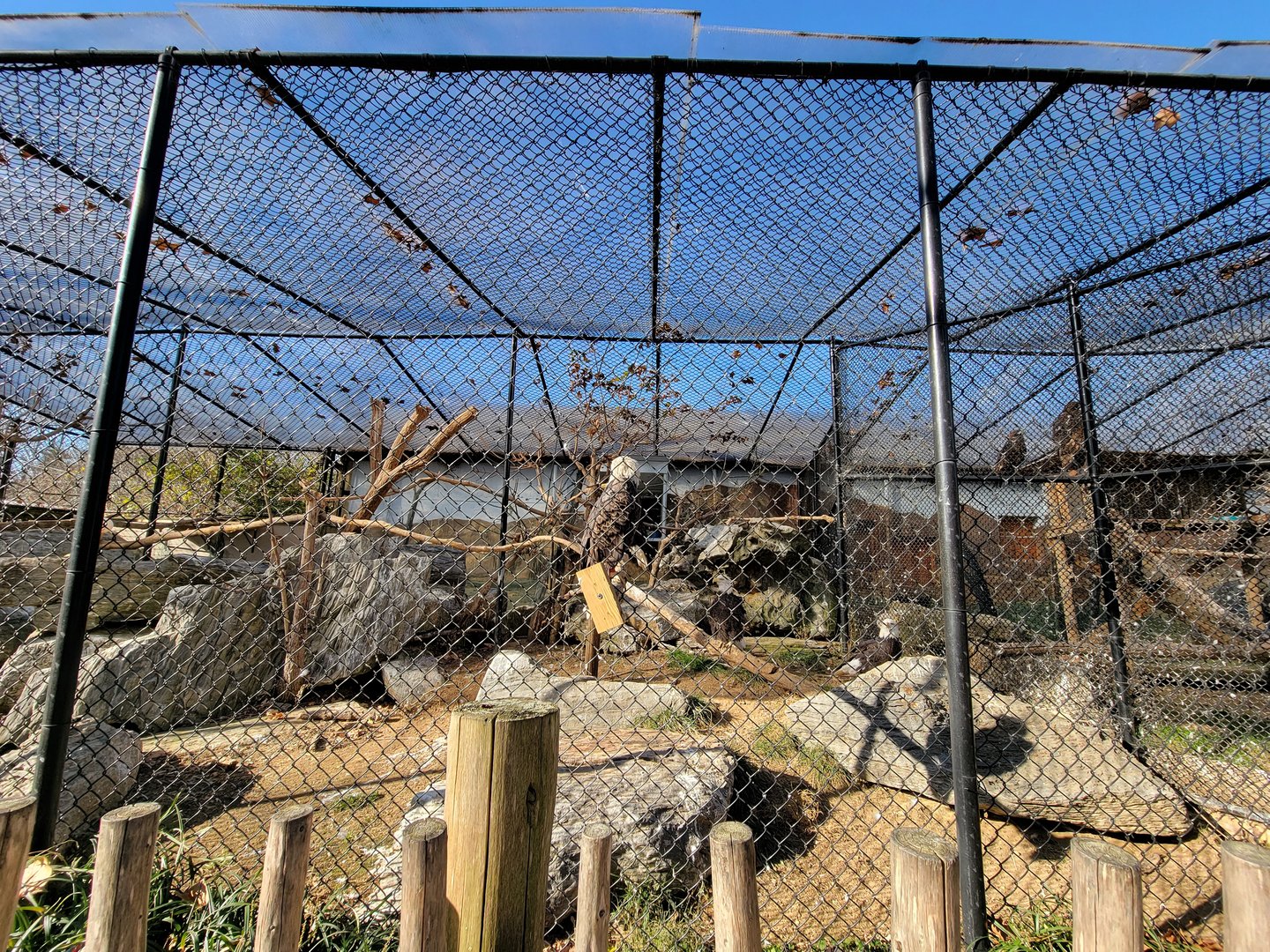 Elmwood Park - Bald eagles