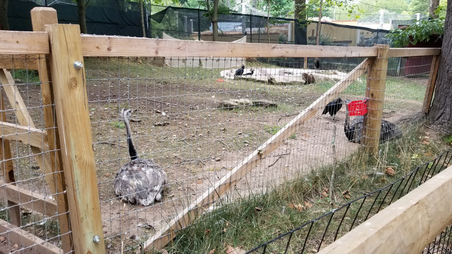 Elmwood Park - Birds