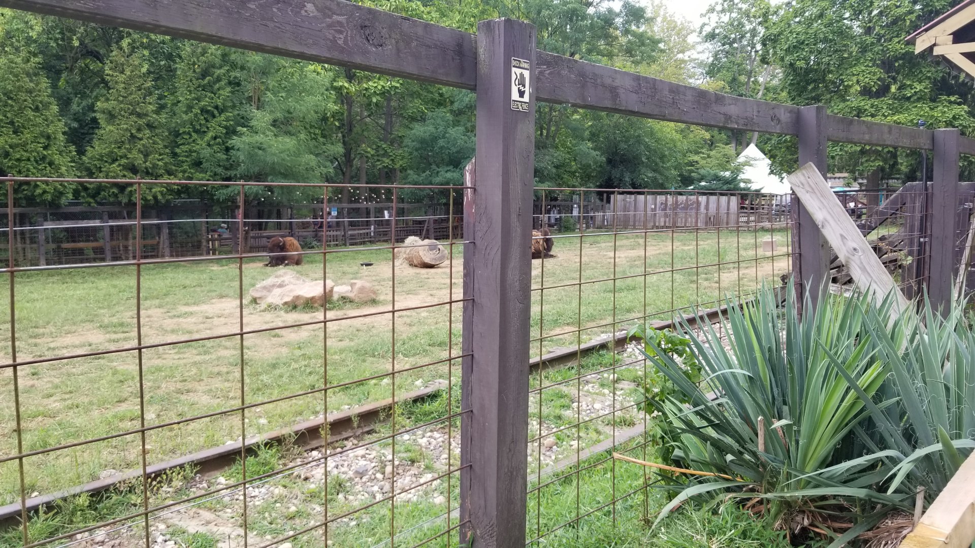 Elmwood Park - Bison from left side