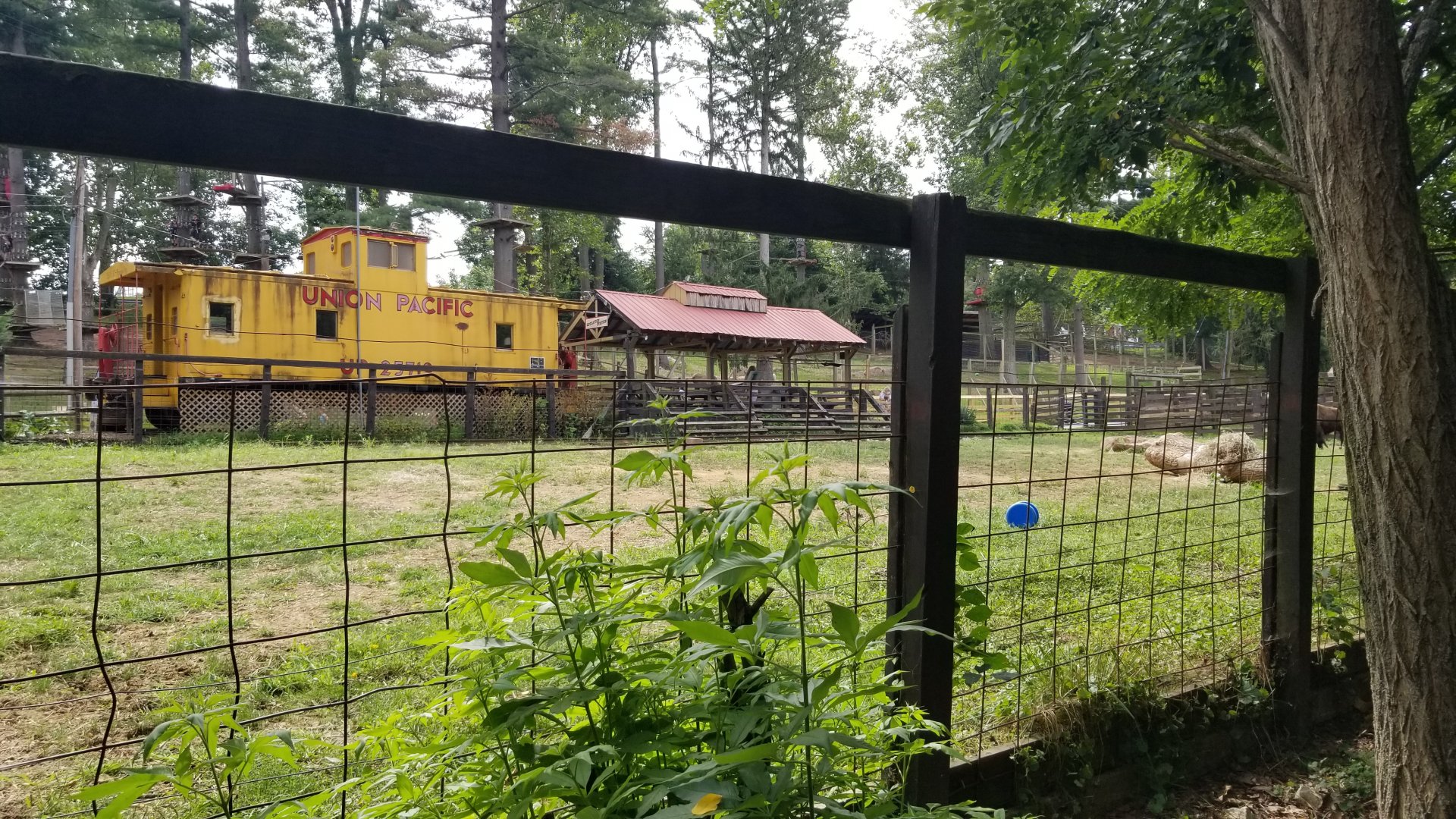 Elmwood Park - Bison