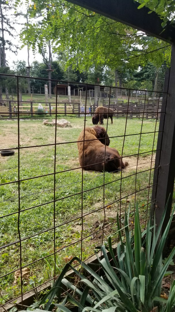 Elmwood Park - Bison