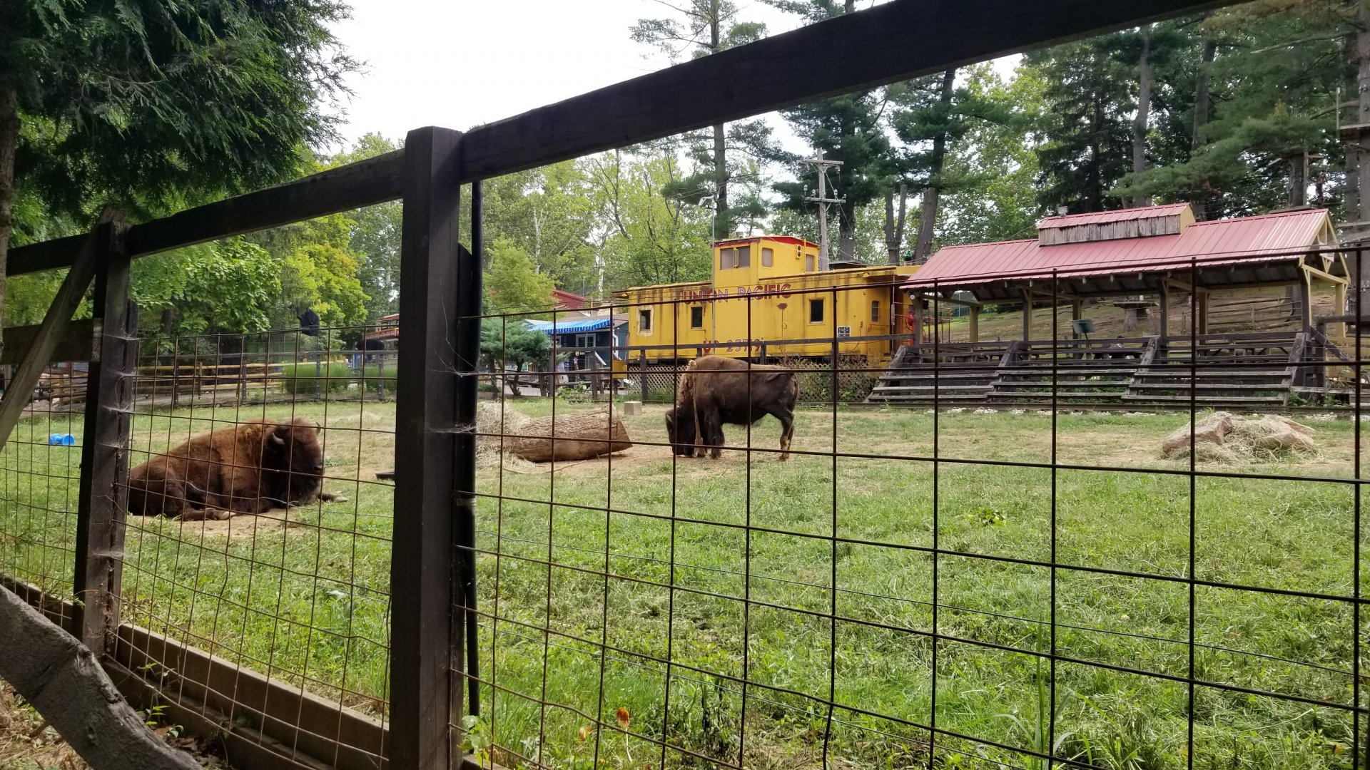 Elmwood Park - Bison