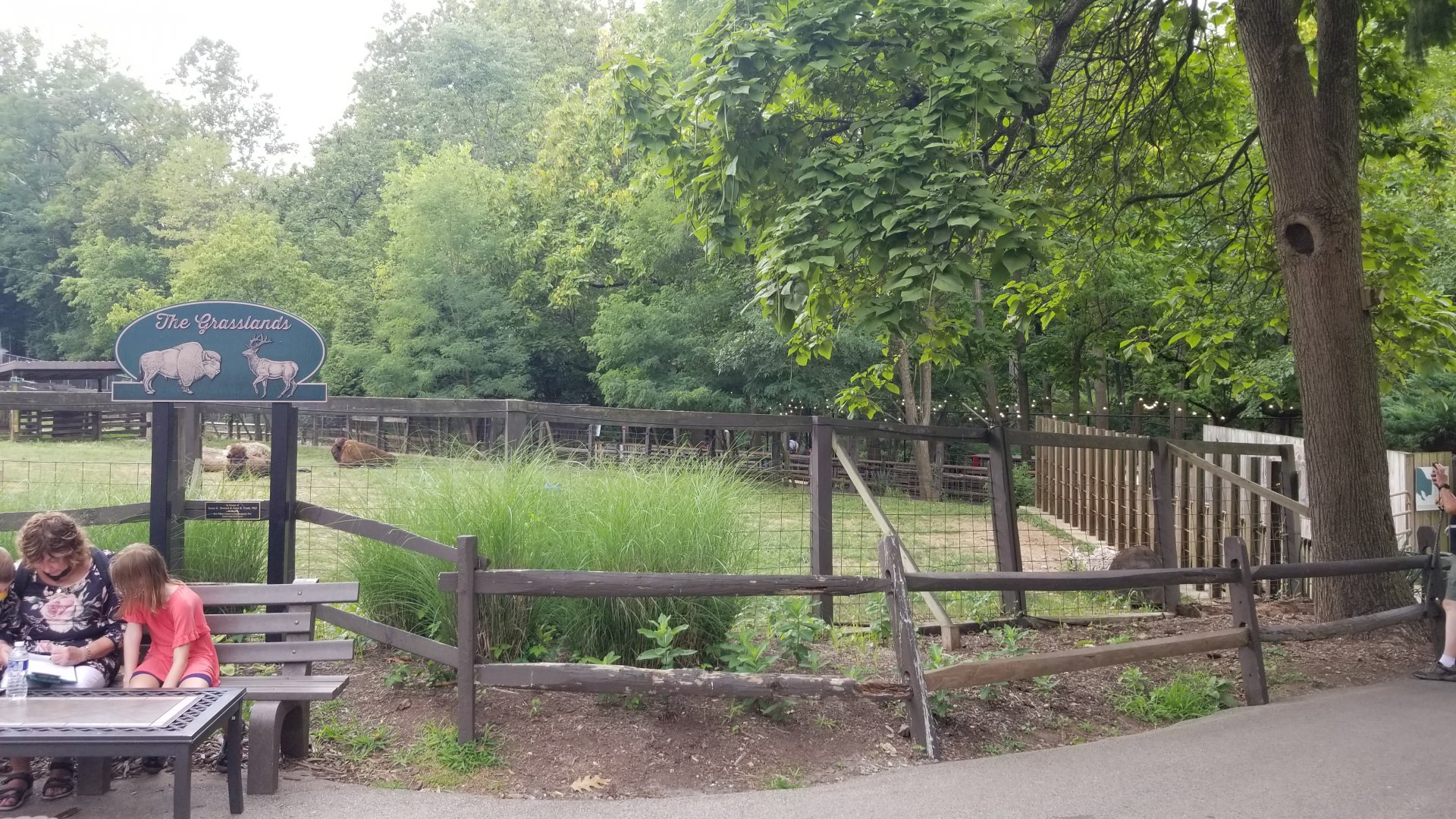 Elmwood Park - Bison