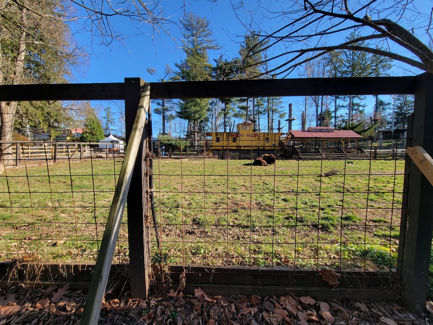 Elmwood Park - Bison