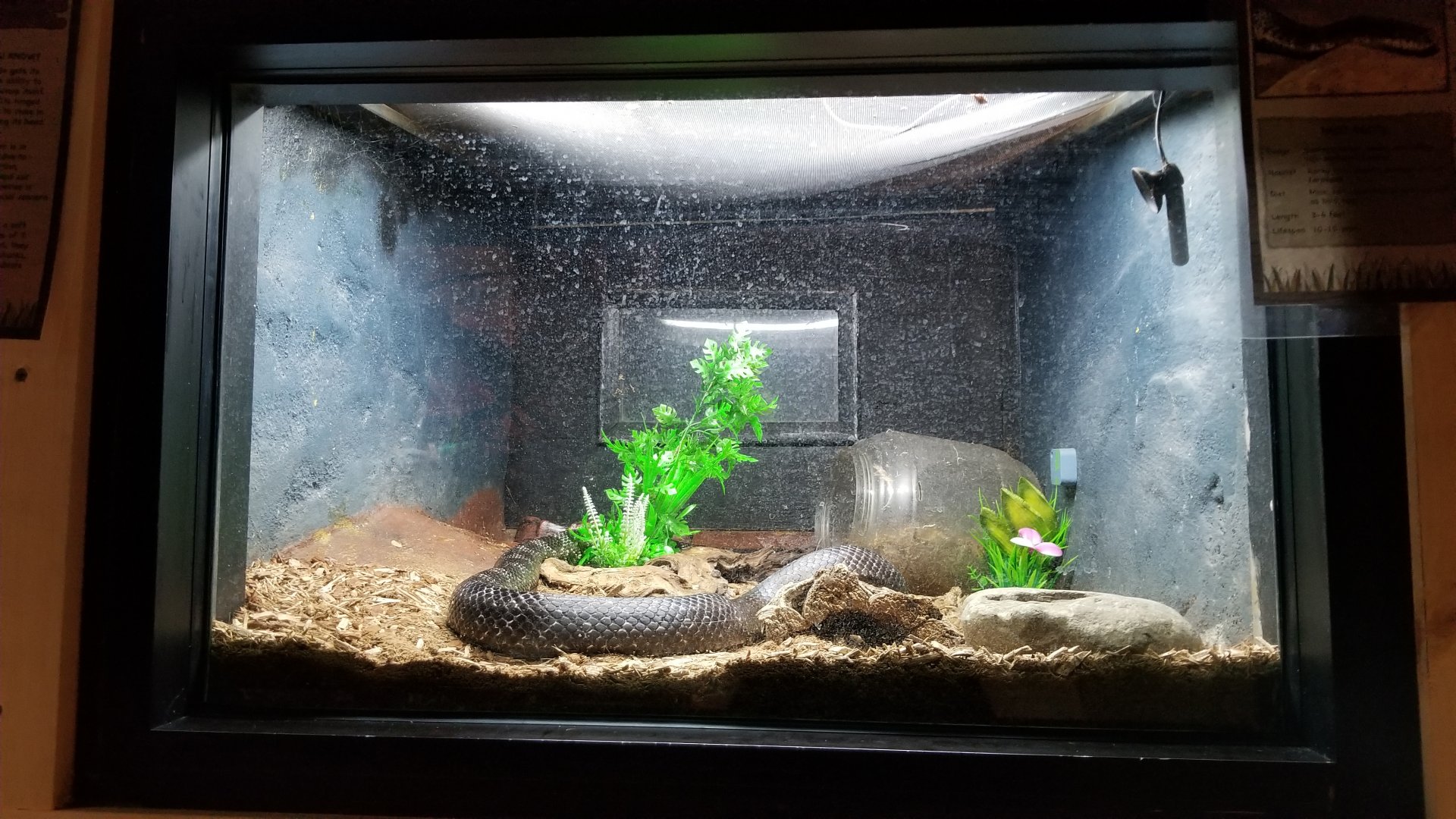 Elmwood Park - Black rat snake