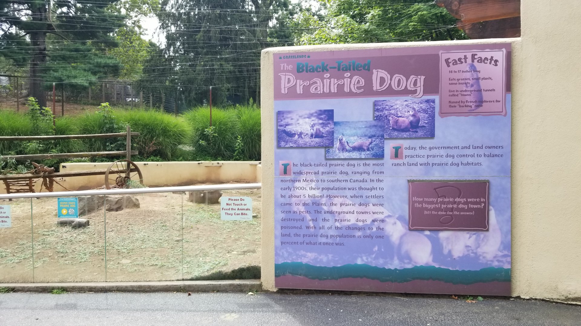 Elmwood Park - Blacktailed prairie dog