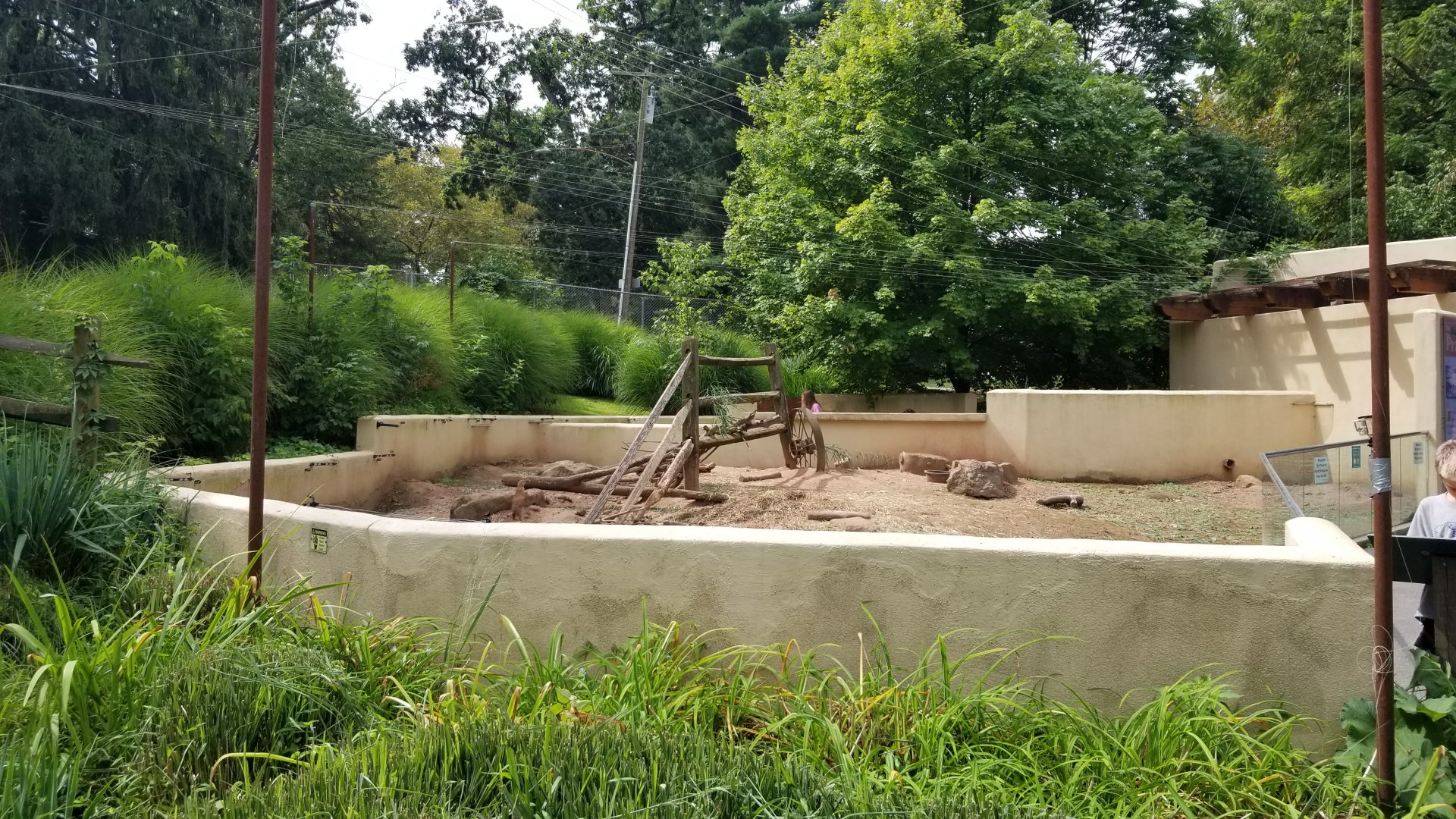 Elmwood Park - Blacktailed prairie dog