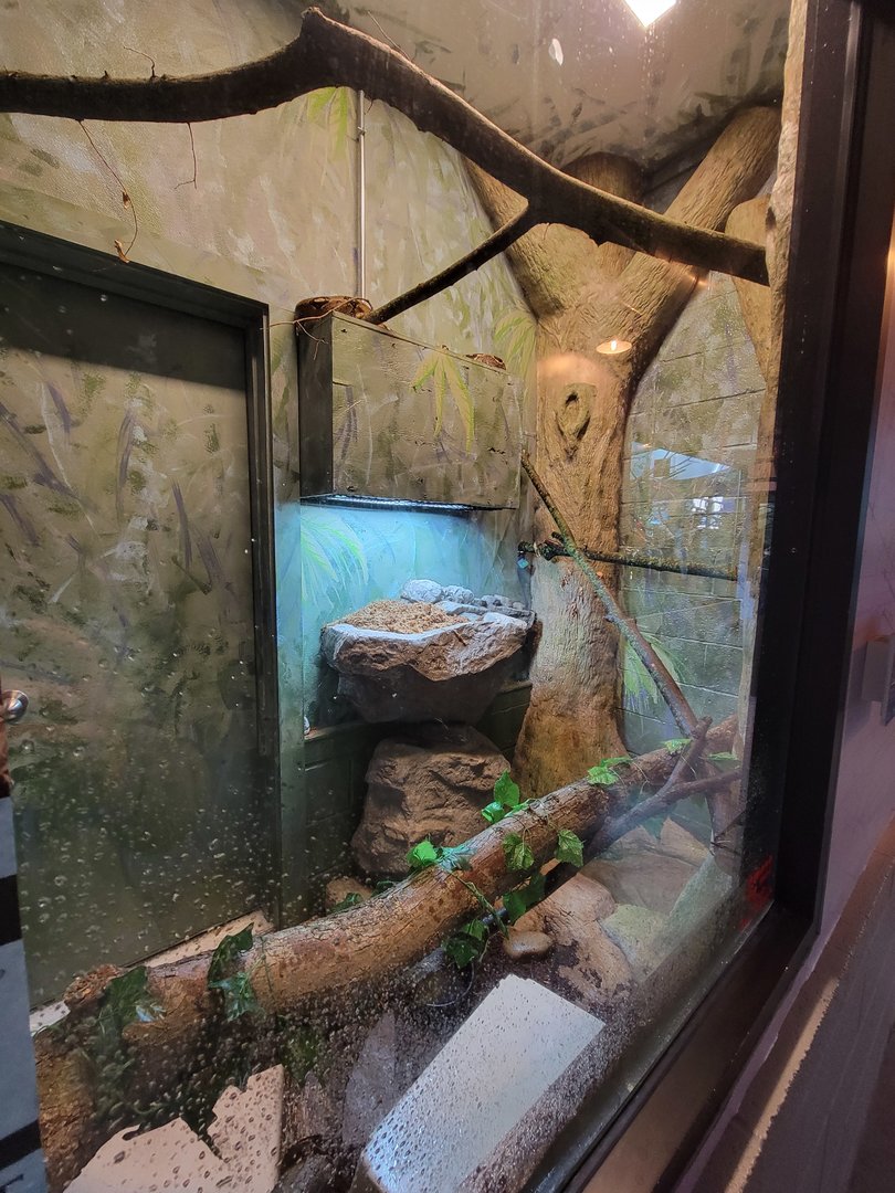 Elmwood Park - Boa constrictor