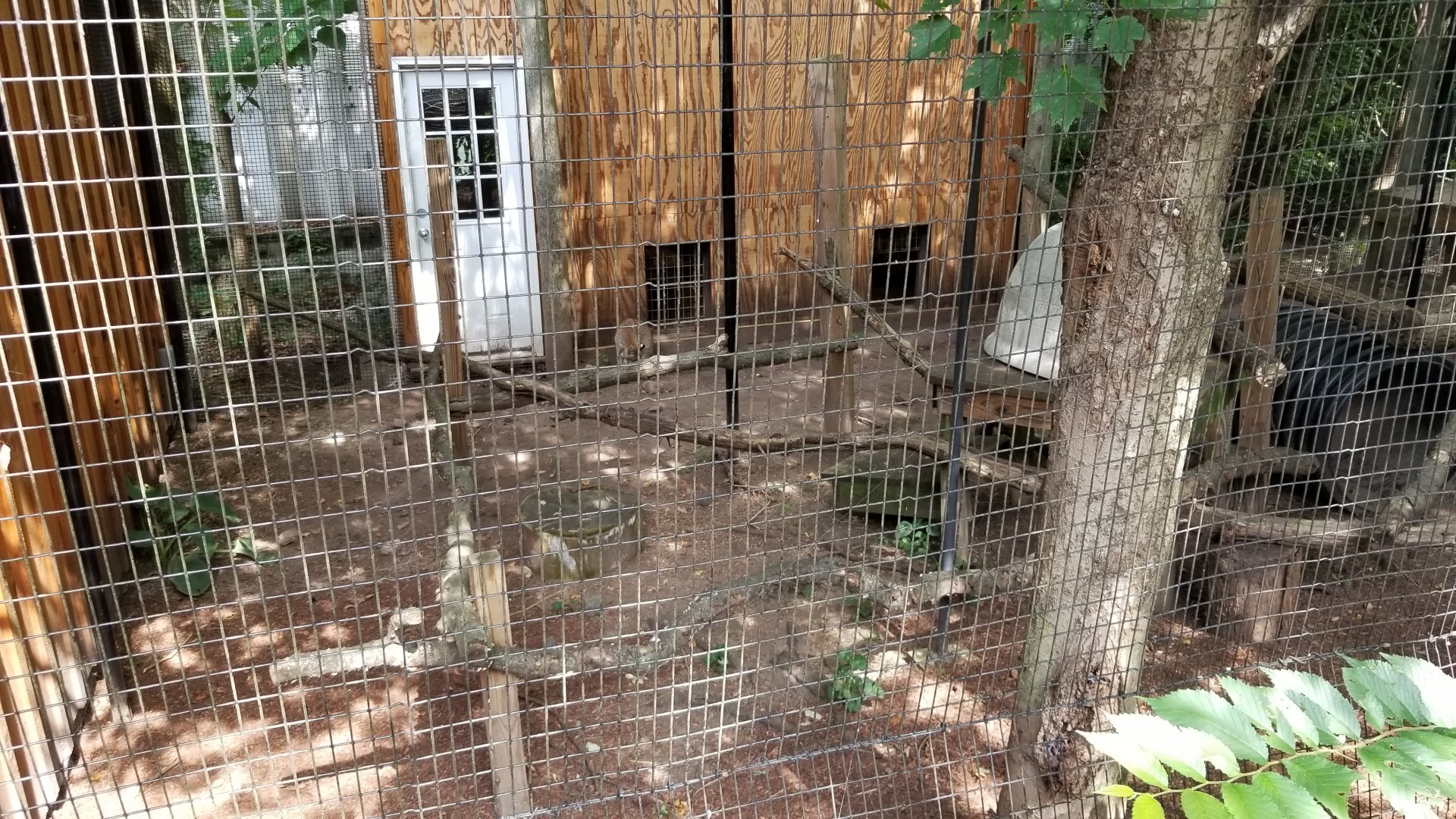 Elmwood Park - Bobcat