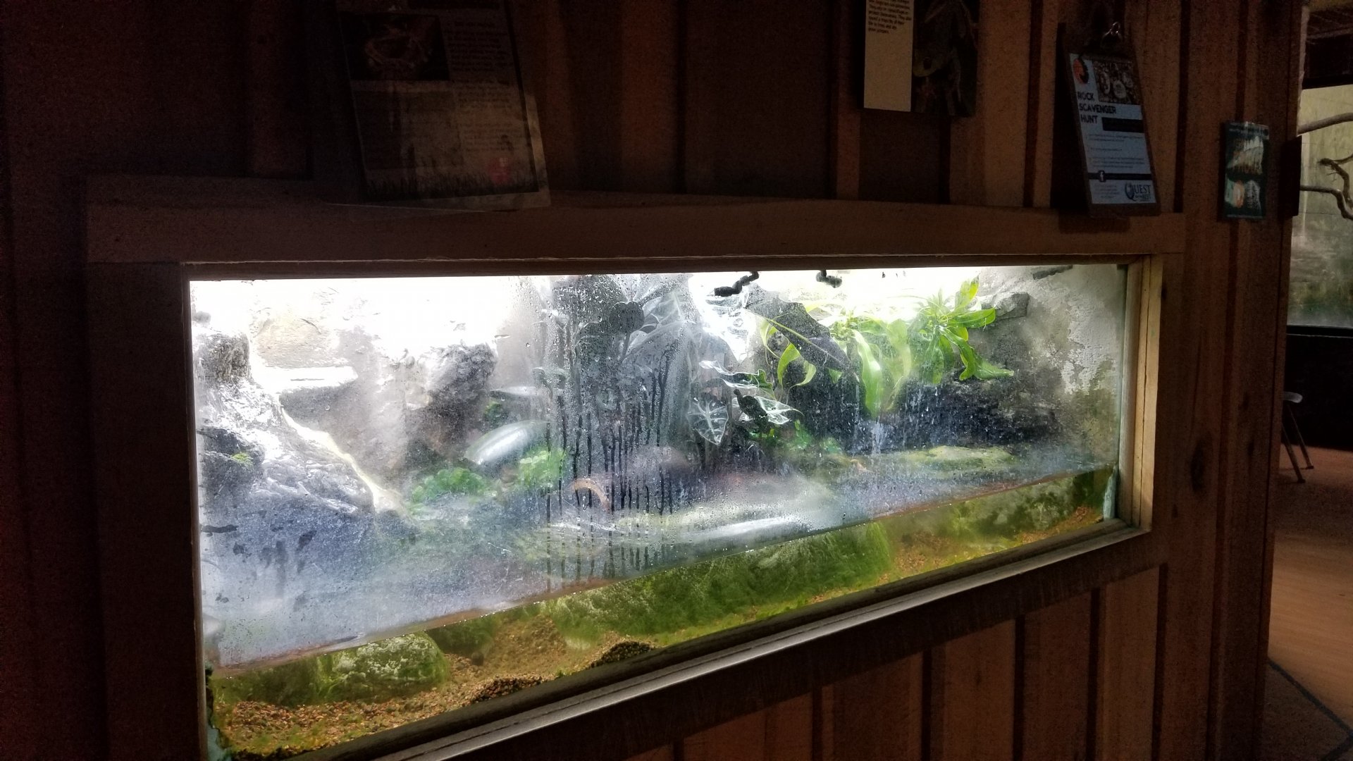 Elmwood Park - Borneo eared frog, red-eyed tree frog