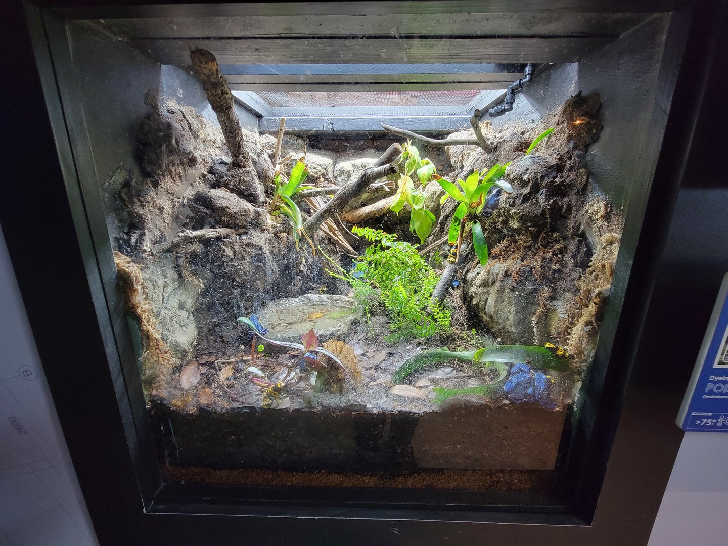 Elmwood Park - Bumblebee PDF, Dyeing/Blue PDF