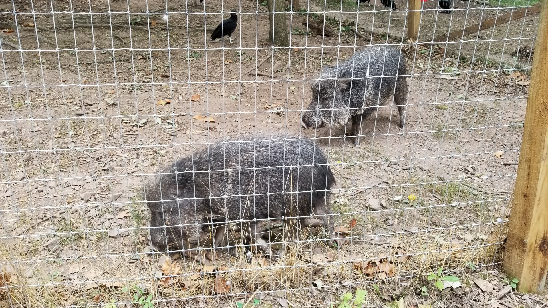 Elmwood Park - Chacoan peccaries