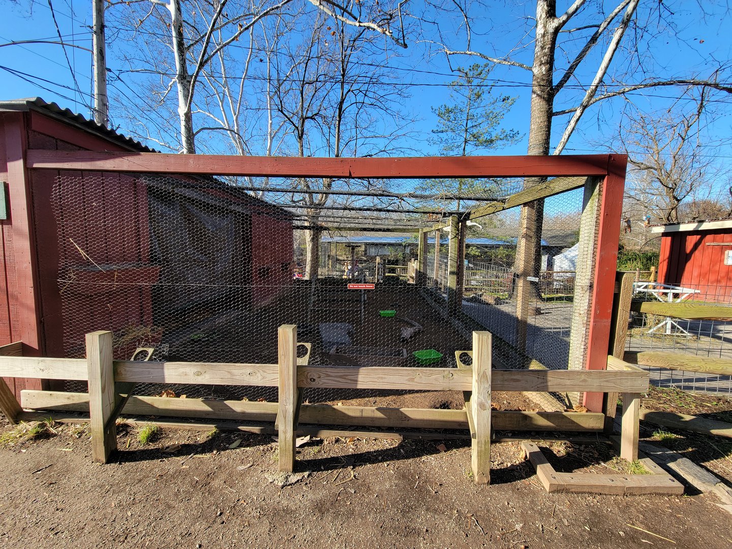 Elmwood Park - Chickens