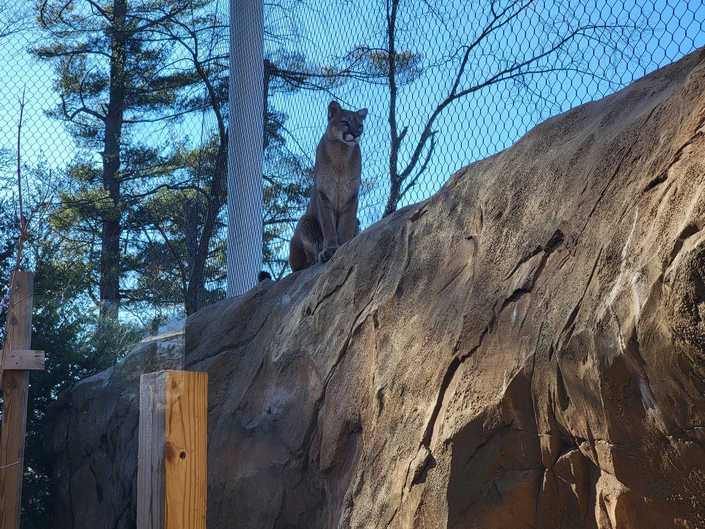 Elmwood Park - Cougar