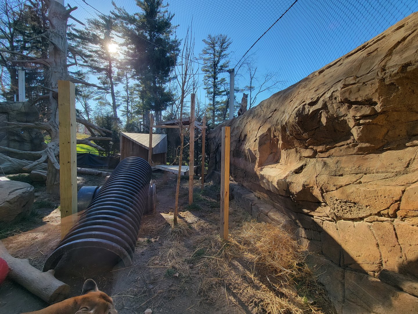 Elmwood Park - Cougars