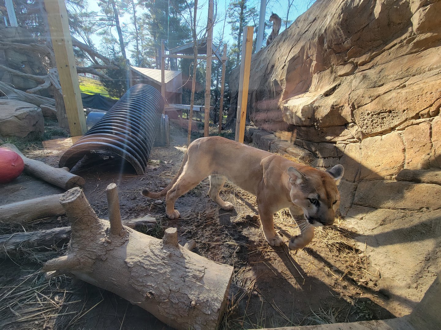 Elmwood Park - Cougars