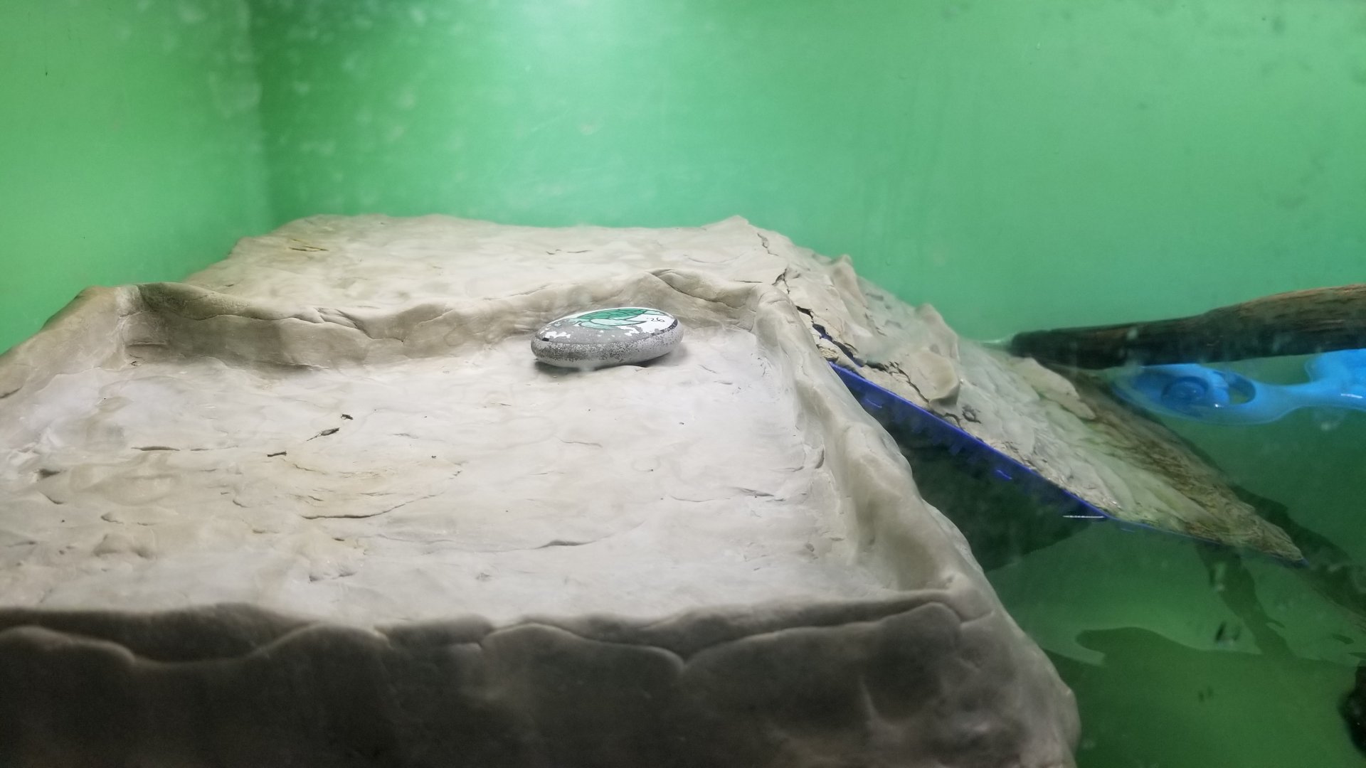 Elmwood Park - Diamondback terrapin scavenger rock