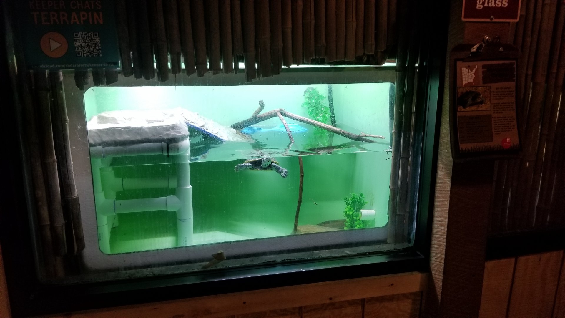 Elmwood Park - Diamondback terrapin