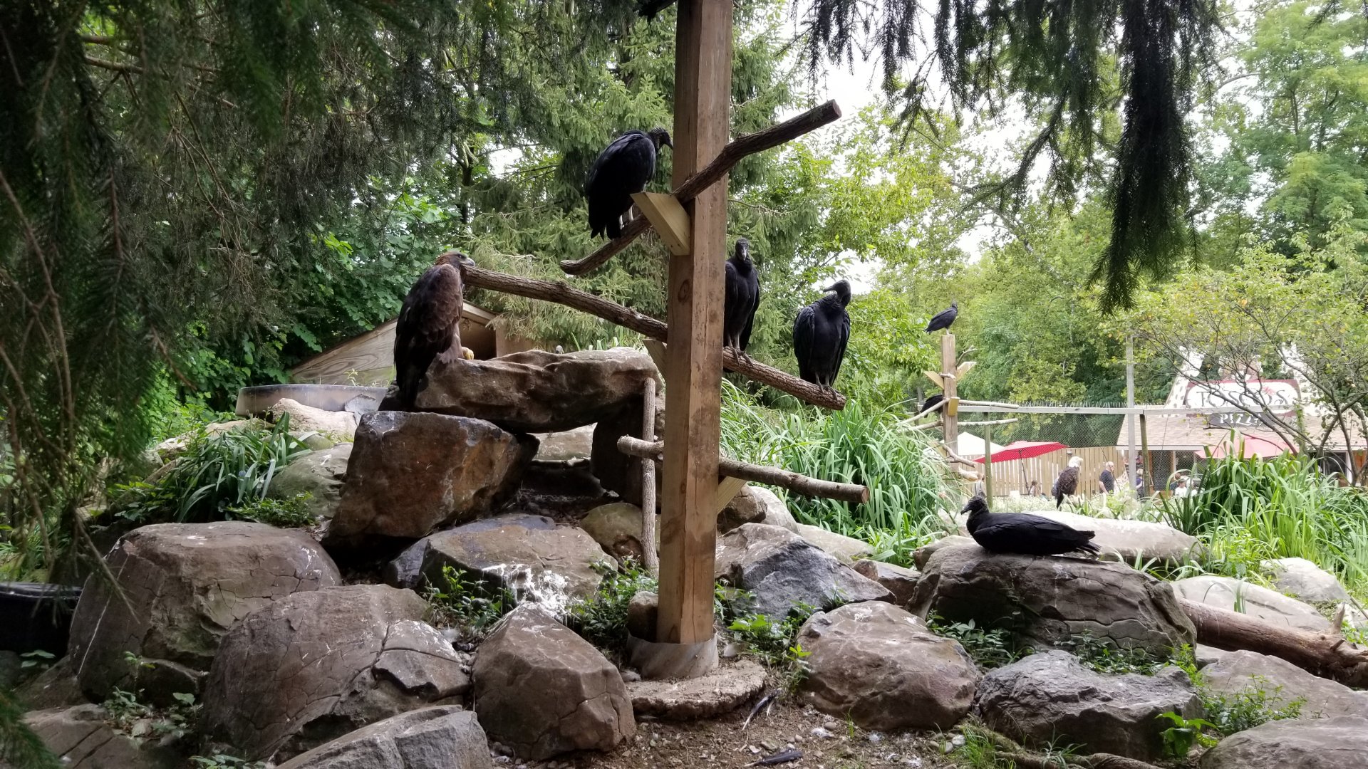 Elmwood Park - Eagles exhibit