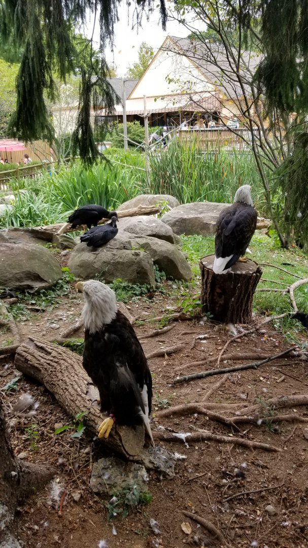 Elmwood Park - Eagles exhibit