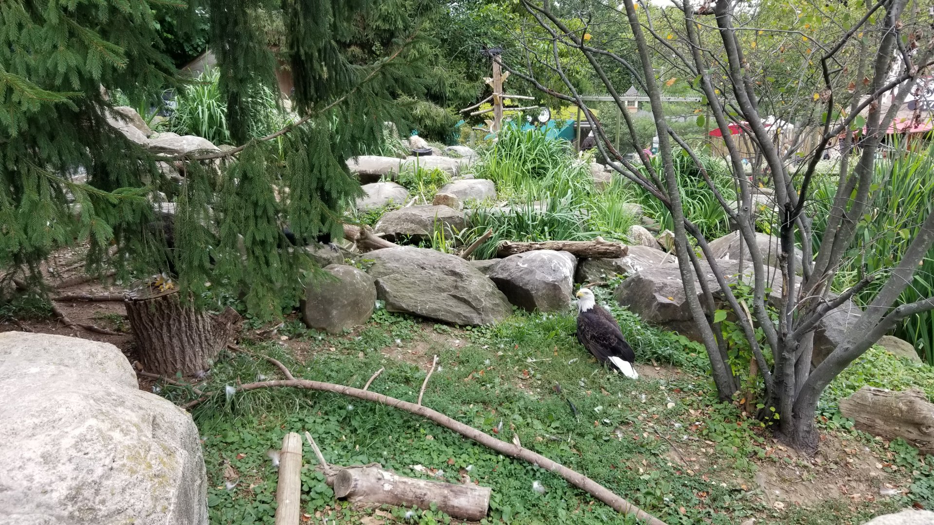 Elmwood Park - Eagles exhibit