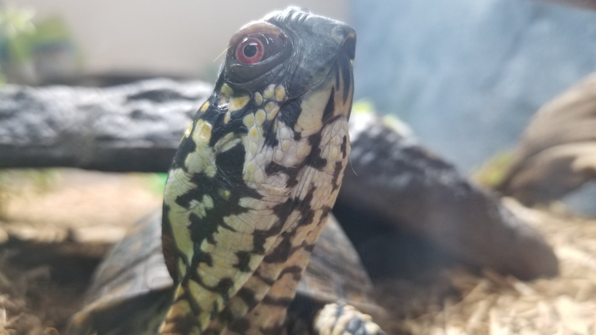 Elmwood Park - Eastern box turtle
